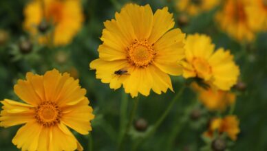découvrez nos conseils essentiels pour les débutants en jardinage. apprenez à cultiver vos plantes, à entretenir votre jardin et à profiter de la nature tout en développant vos compétences de jardinier. idéal pour ceux qui souhaitent se lancer sans stress!