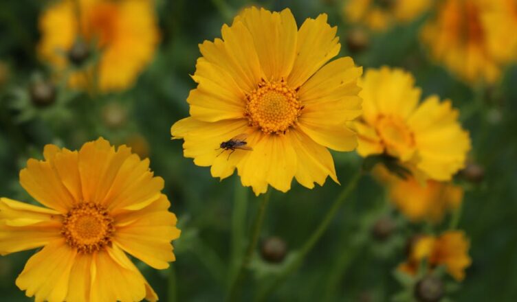 découvrez nos conseils essentiels pour les débutants en jardinage. apprenez à cultiver vos plantes, à entretenir votre jardin et à profiter de la nature tout en développant vos compétences de jardinier. idéal pour ceux qui souhaitent se lancer sans stress!
